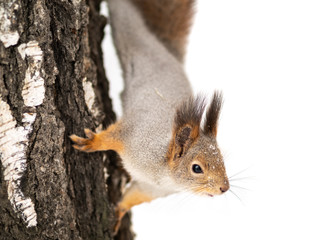 Portrait of a squirrel on a tree trunk isolated on white background