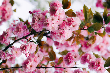 beautiful pink cherry blossoms on tree branches during flowering in the Botanical garden