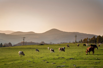 A group of grazing cows on a farmland. Cows on green field eating fresh grass. Agriculture concept....