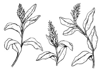 Hand drawn vector illustration. Collection of tropical plants. Set of Ginger flowers. Vintage botanical realistic sketches isolated on white. Outline elements for design, typography, print, poster etc