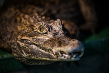 Fototapeta premium Alligator or crocodile concept. Eye of alligator and teeth on head. Crocodile is dangerous animals and large aquatic reptiles
