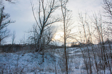 Tree trunks in a winter forest against a blue sky.