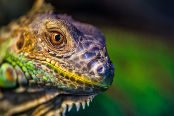 The green iguana, also known as the American iguana, mostly herbivorous species of lizard of the genus Iguana. This is the residual dinosaur reptile that needs to be preserved in the natural world