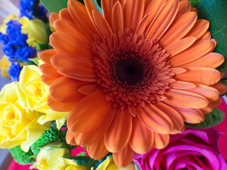 Close up of an orange flower