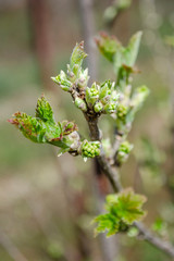 A twig of currant bush with young green leaves in early spring.