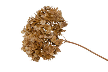 Withered and dried hydrangea hortensia isolated on white