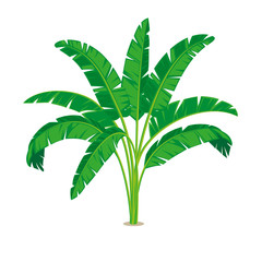 Set of the banana palm. Exotic tropical plants with green leaves and flower, isolated on white transparent background. Eps10 vector illustration.