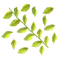 watercolor illustration of a green branch with leaves