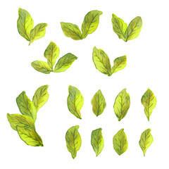 watercolor illustration of a green branch with leaves