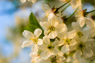 Background blooming beautiful white cherries in raindrops on a sunny day in early spring close up, soft focus