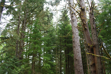 Obraz premium Oregon Forest (OR 00016)