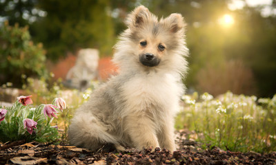 the dog in the garden