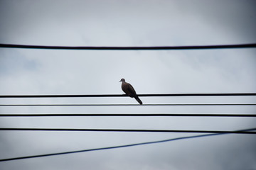 Bird on a wire, a pigeon sits on an overhead phone cable