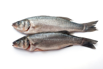 Fresh seabass fishes isolated