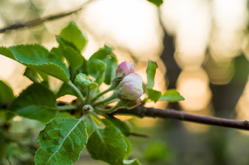 Background of blooming beautiful flowers of apple on a sunny day in early spring close up, soft focus