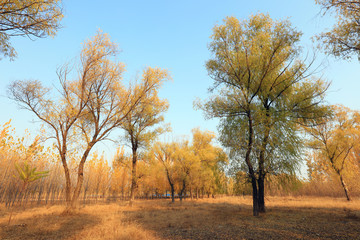 Trees in autumn