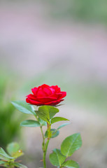 Red rose blooming in summer garden