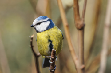 Fototapeta premium Eurasian blue tit (Cyanistes caeruleus)