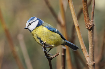 Eurasian blue tit (Cyanistes caeruleus)