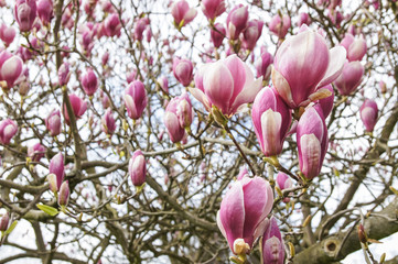 Blooming flowers of magnolia tree