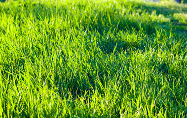Spring or summer natural abstract background with grass in the garden