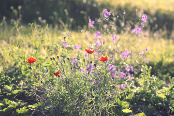 Beautiful red poppies or Papaver plant blooming in summer field