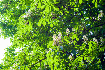 Flowering branches of chestnut Castanea sativa tree, and bright blue sky