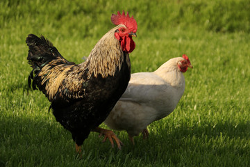 A rooster and a chicken walk on the street along the green grass in sunny weather. Rooster in the foreground in focus, the chicken in the background defocus.