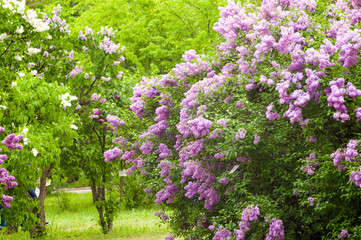 Obraz premium Branch with spring blossoms pink lilac flowers, bright blooming floral background.