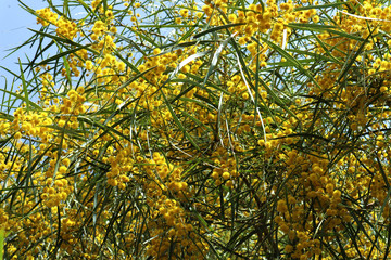 Blooming yellow mimosa flowers against a blue sky.