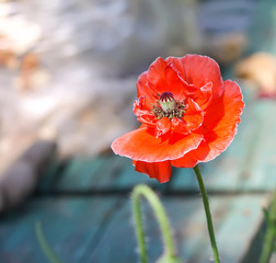 Beautiful red poppies or Papaver plant blooming in summer field