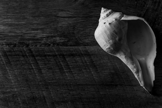shell on rustic wood background