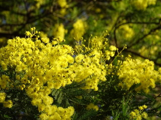 ACACIA MIMOSA (ACACIA DEALBATA) EN FLORACIÓN.