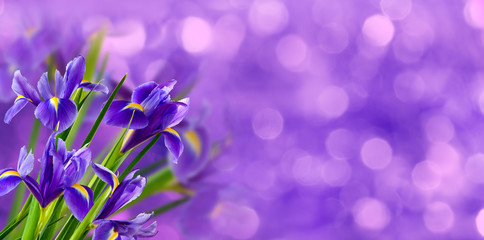 Fototapeta na wymiar beautiful flowers in the garden on blurred background сloseup