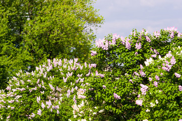 Branch with spring blossoms pink lilac flowers, bright blooming floral background.