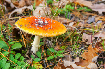 Fly agaric, Amanita muscaria, fungus, forest floor
