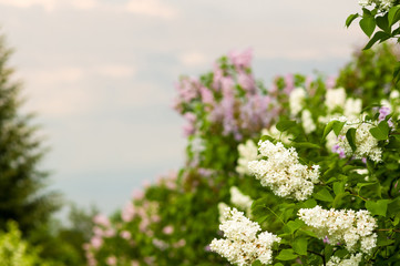 Branch with spring blossoms pink lilac flowers, bright blooming floral background.