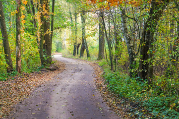 Track in a colorful autumn forest