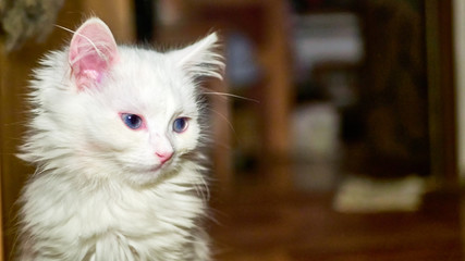 Turkish Angora Kitten close-up low light