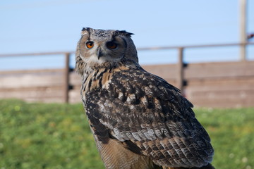 Eurasian Eagle Owl on Perch