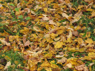 Yellow foliage of apple tree on green grass - autumn background