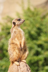 Naklejka na ściany i meble meerkat standing on a rock