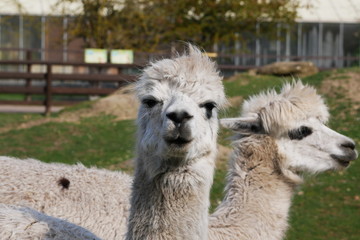 Obraz premium Llama is Watching You