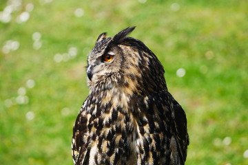 Eurasian Eagle Owl in Sun