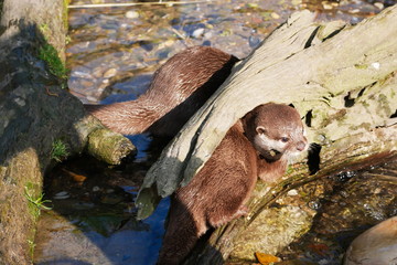 Otters playing