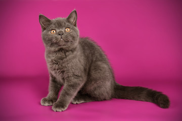 Scottish straight shorthair cat on colored backgrounds