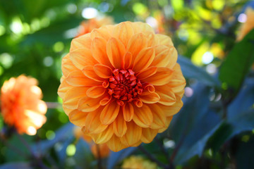 Dahlia (BC 00822)