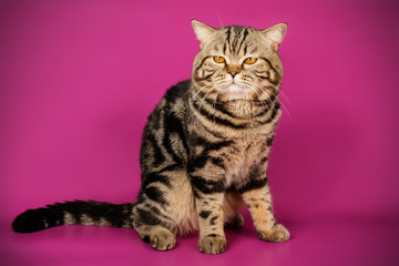 Scottish straight shorthair cat on colored backgrounds