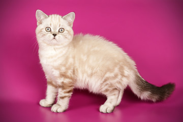Scottish straight shorthair cat on colored backgrounds
