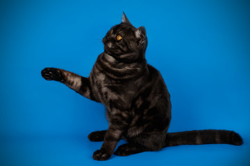 Scottish straight shorthair cat on colored backgrounds